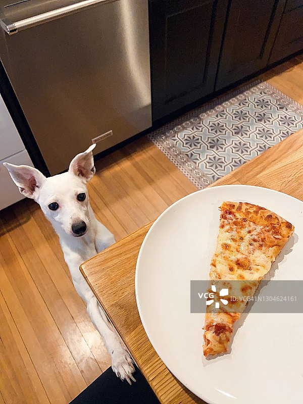 乞求披萨的小白狗图片素材