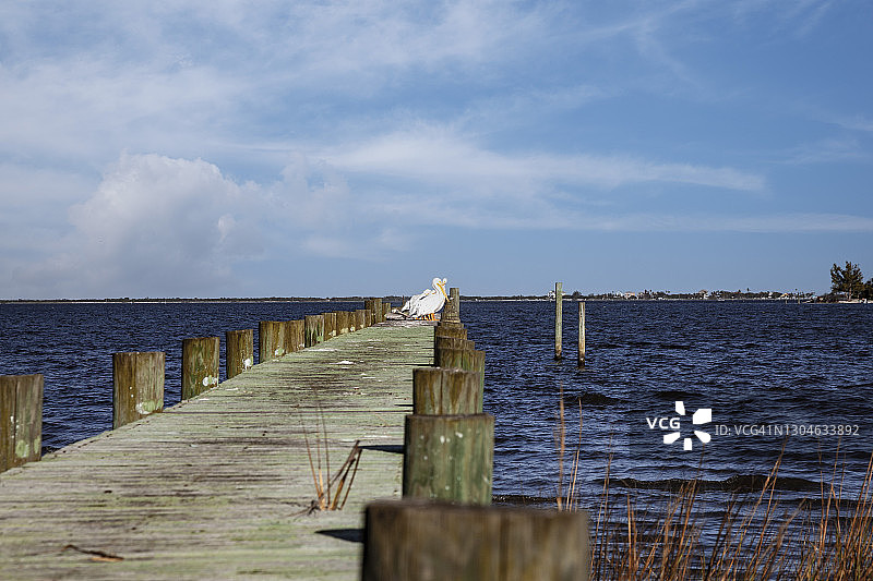 出现在印度河上的白色鹈鹕图片素材