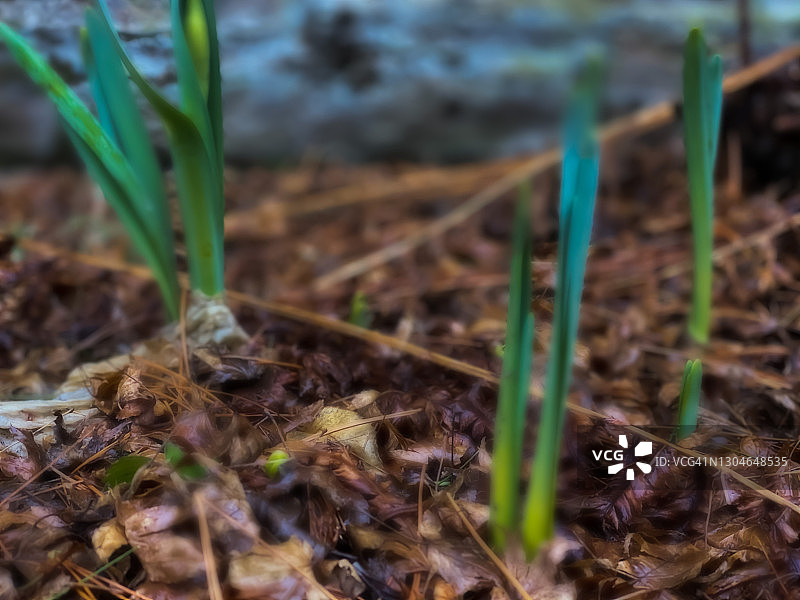 春天来了图片素材