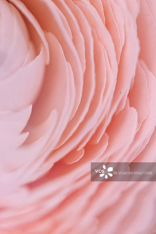 粉色毛茛抽象宏观背景：春季婚礼花卉图案图片素材