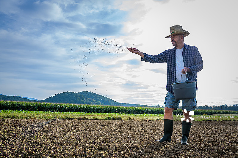 年长的男农民在田间播种图片素材