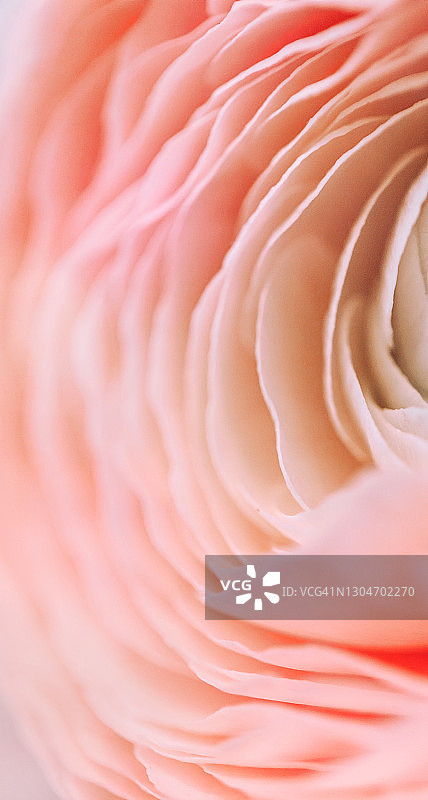 粉色毛茛抽象宏观背景：春季婚礼花卉图案图片素材