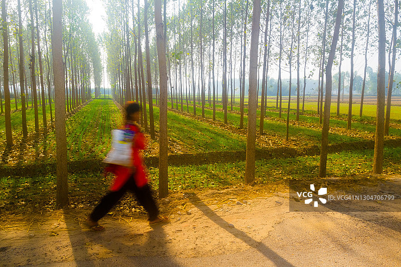 在旁遮普邦农村工作的年轻女孩图片素材
