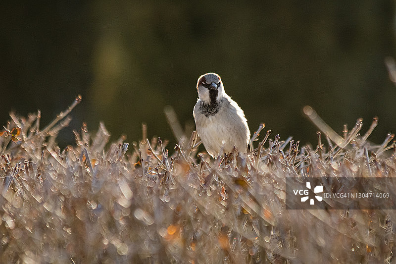 雄性家麻雀图片素材