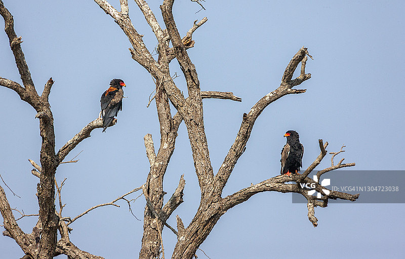 树上的猛雕图片素材