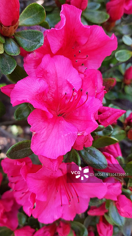 热粉色杜鹃花丛图片素材