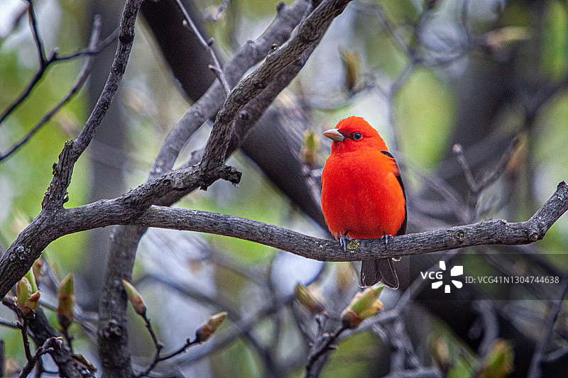 猩红比兰加鸟图片素材