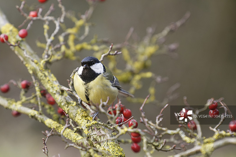 山楂浆果丛中的大山雀图片素材