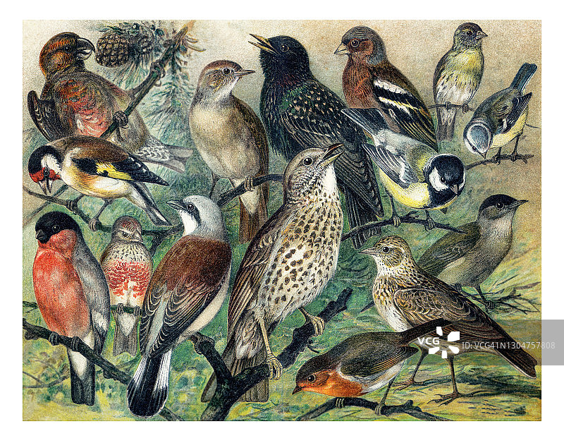 鸟类学古老石版画 - 雀形目鸟类图片素材