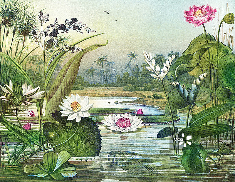 植物学古老雕刻插图：水生植物图片素材