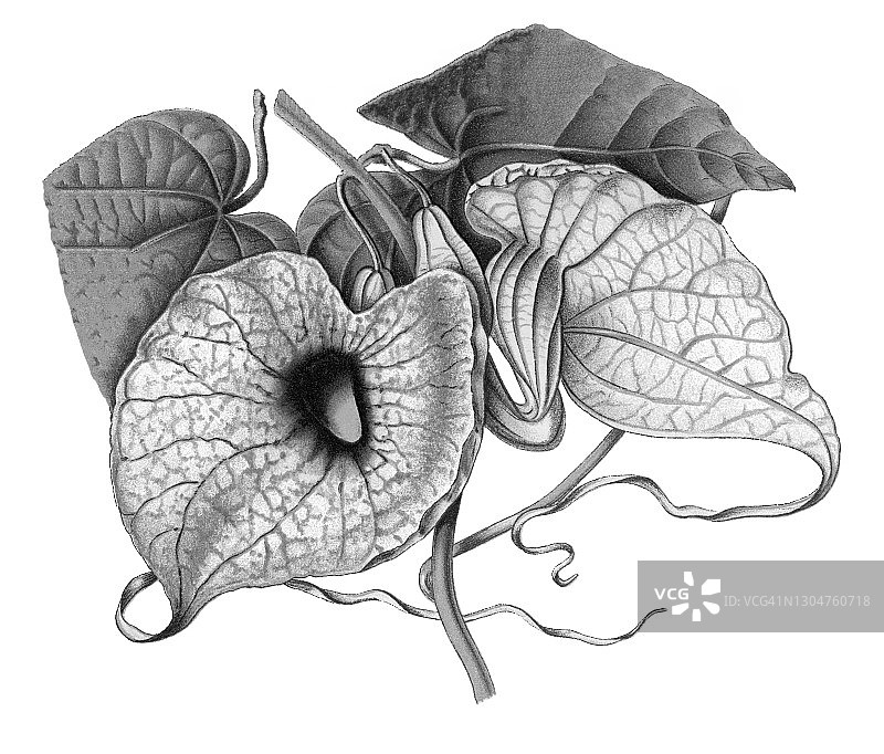 大花马兜铃的古老雕刻插图图片素材