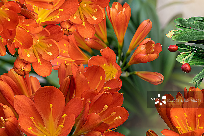 橙色君子兰花特写图片素材