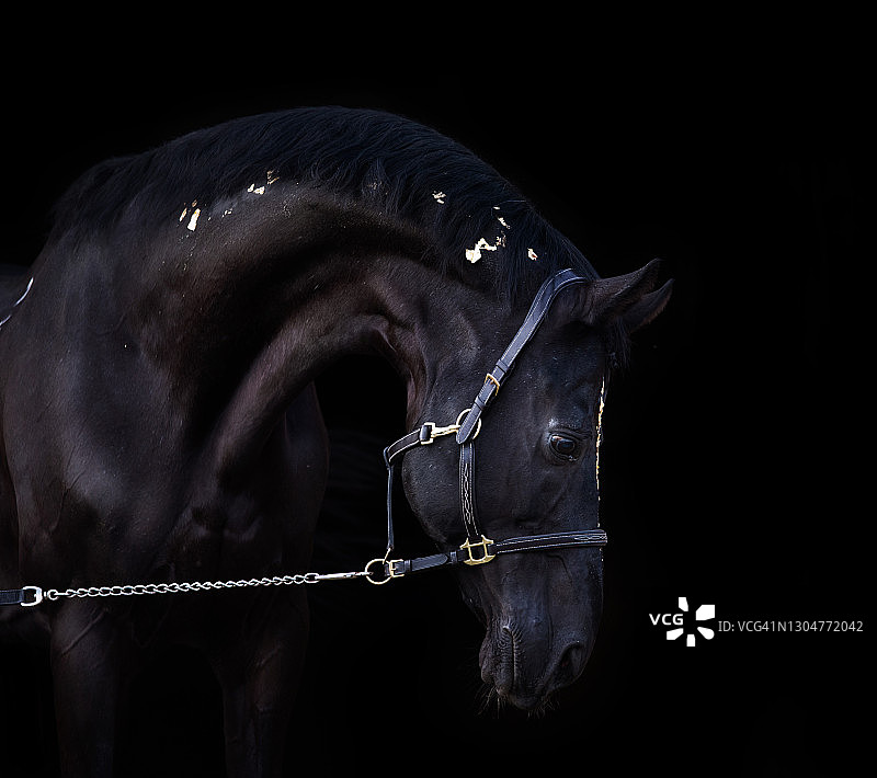 黑色运动型特雷克纳种马艺术肖像，粉金色装饰，黑色背景图片素材