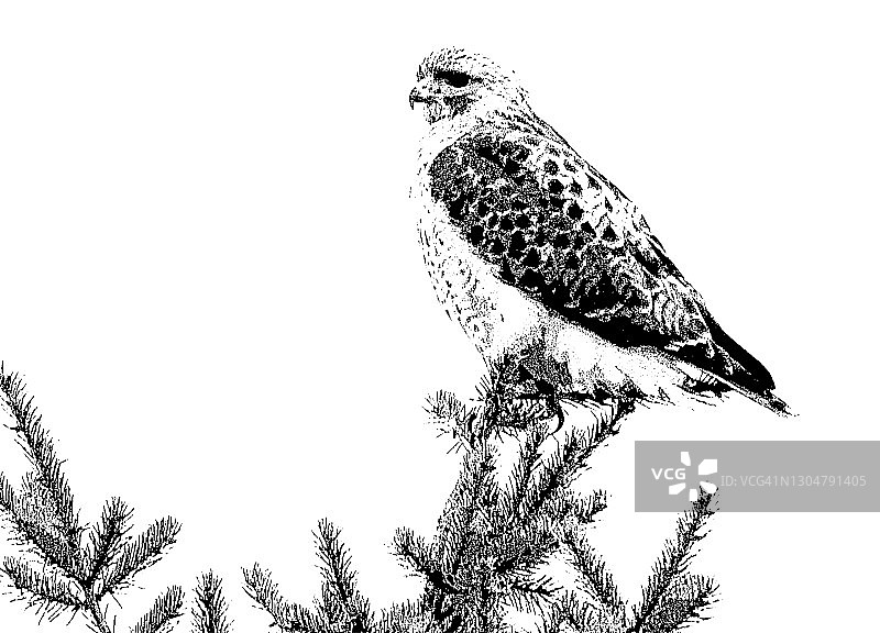 树梢老鹰插画图片素材