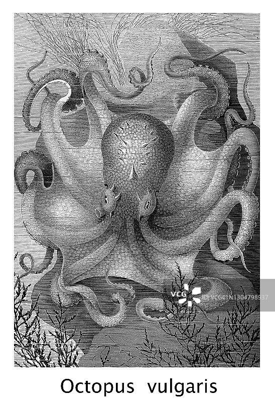 普通章鱼古老雕刻插画图片素材