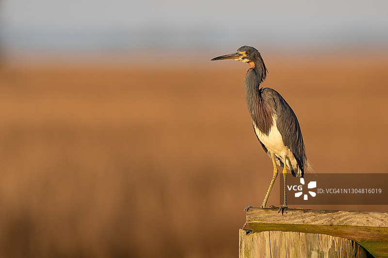 码头上的三色鹭图片素材