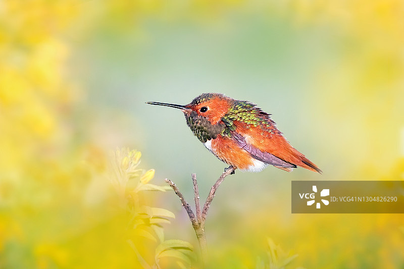 美丽的艾伦蜂鸟图片素材