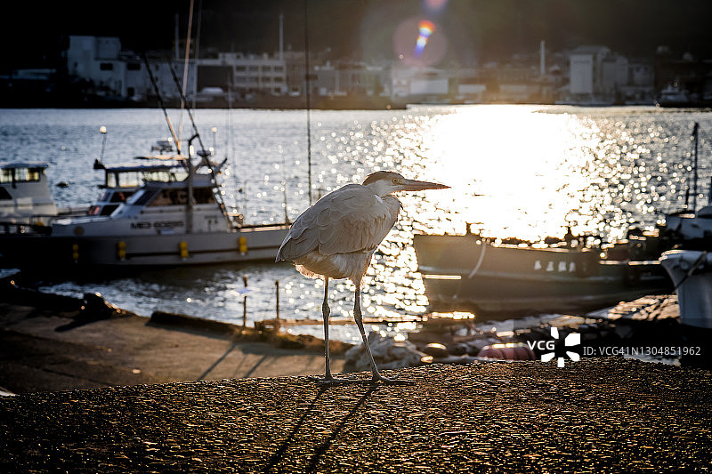 阳光下的灰色苍鹭和渔船图片素材