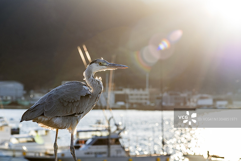 阳光下的灰色苍鹭和渔船图片素材