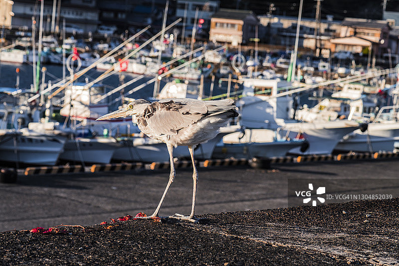 苍鹭和渔船，在一个小渔港图片素材