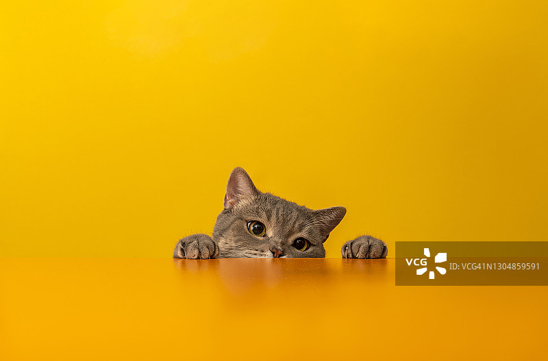 黄色背景上的英国短毛猫图片素材