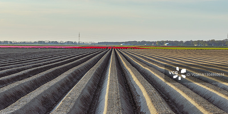 笔直的马铃薯田图片素材