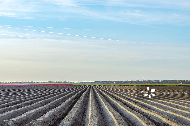 笔直的马铃薯田图片素材