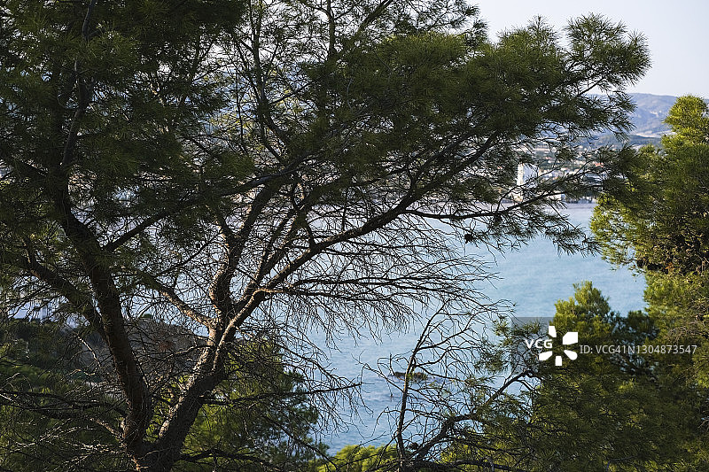 地中海海景，前景为松树和植被图片素材