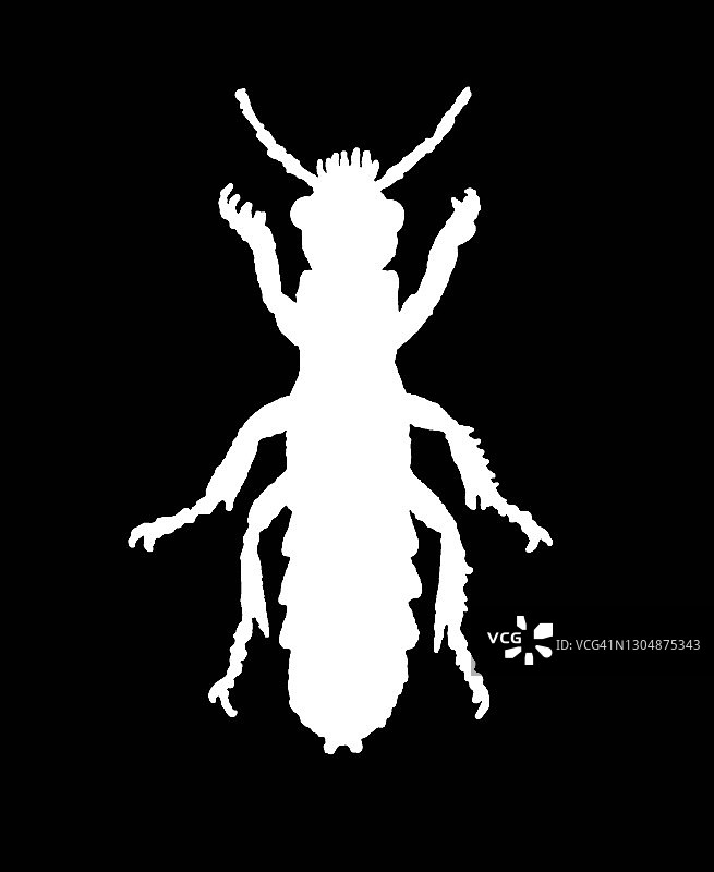 红翅隐翅虫彩色石印插图图片素材