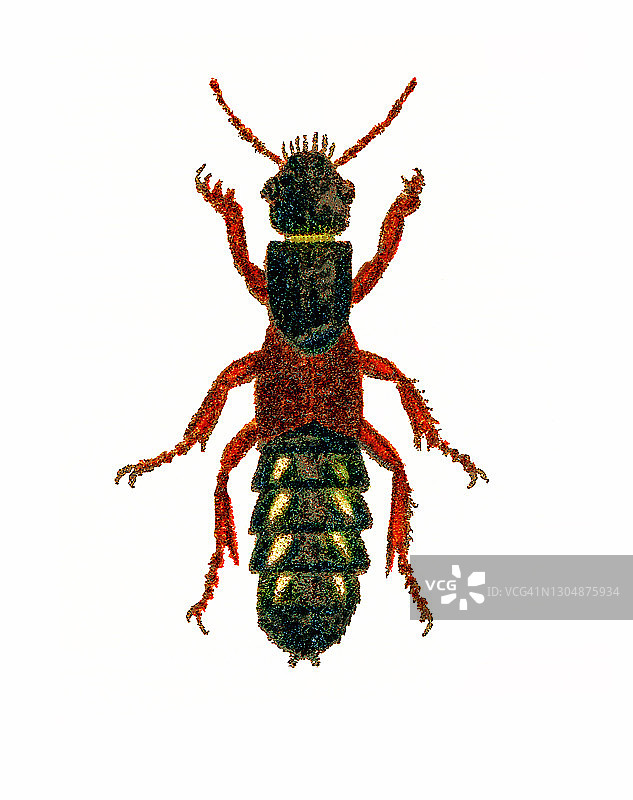 红翅隐翅虫彩色石印插图图片素材