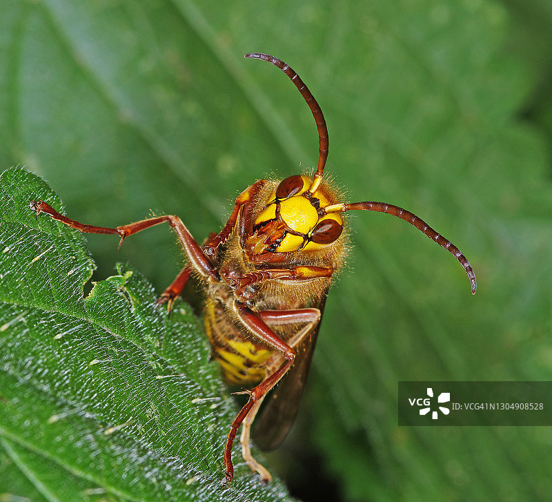 欧洲大黄蜂图片素材