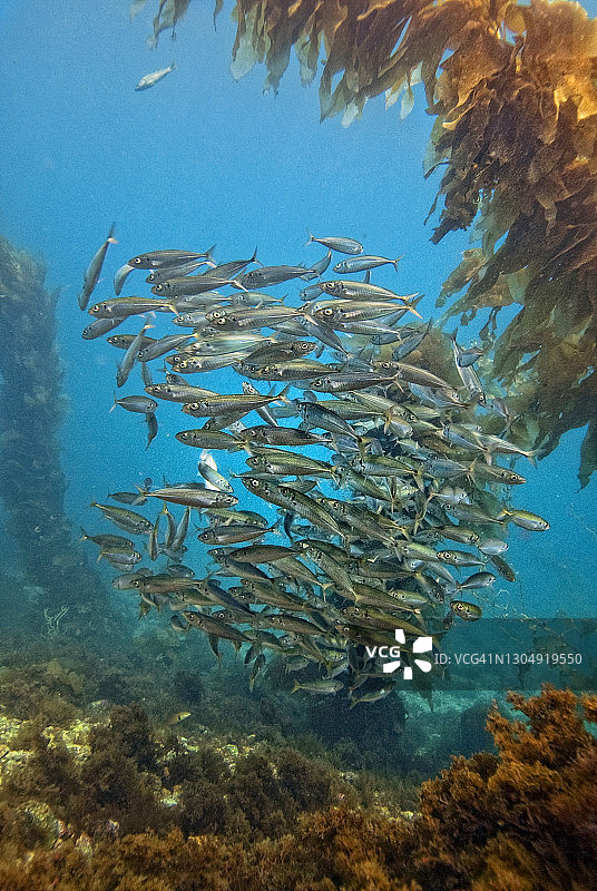 沙丁鱼图片素材