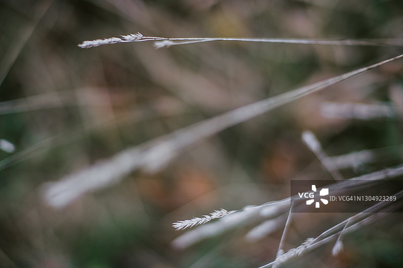 简约棕色草地背景图片素材