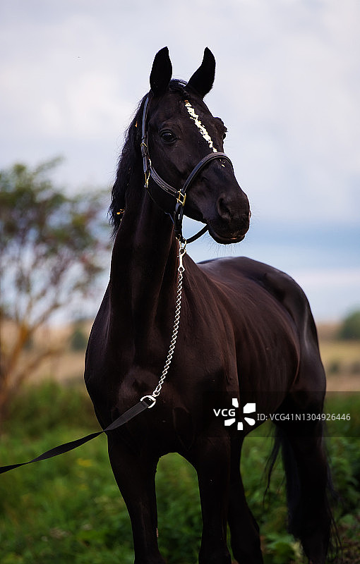 金色装饰的黑色特雷克纳种马在傍晚戏剧性的云彩下摆姿势图片素材