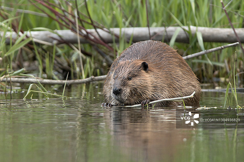 在科罗拉多州莱克伍德贝尔克里克河中吃东西的野生大型海狸图片素材