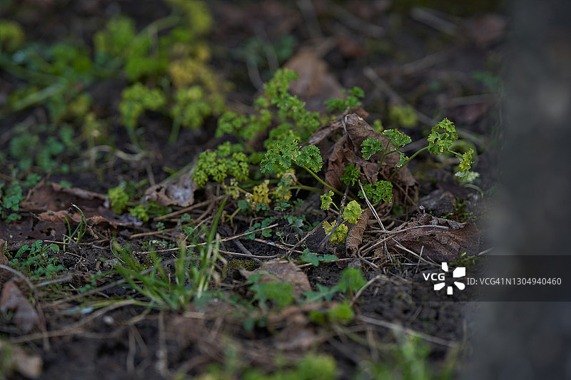 花园里的香芹图片素材