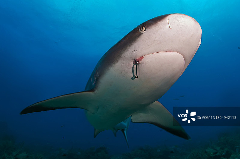 嘴里含着鱼钩的加勒比礁鲨图片素材