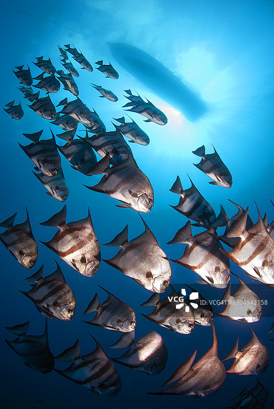 大西洋 spadefish 大鱼群图片素材