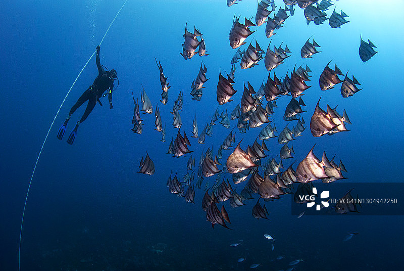 潜水员与大西洋鳊鱼群同游图片素材