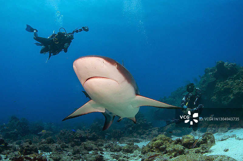 水下摄影师拍摄加勒比礁鲨图片素材