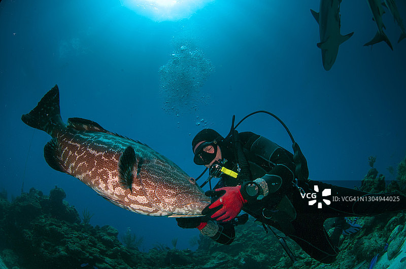 潜水员抚摸一条大的黑色石斑鱼图片素材
