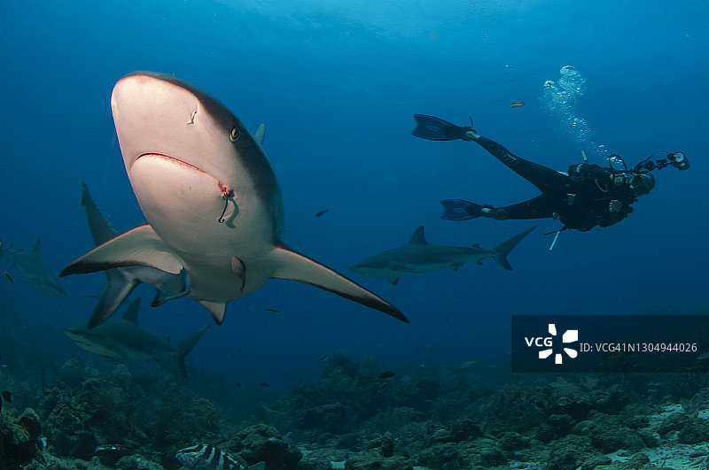 水下摄影师拍摄加勒比礁鲨图片素材