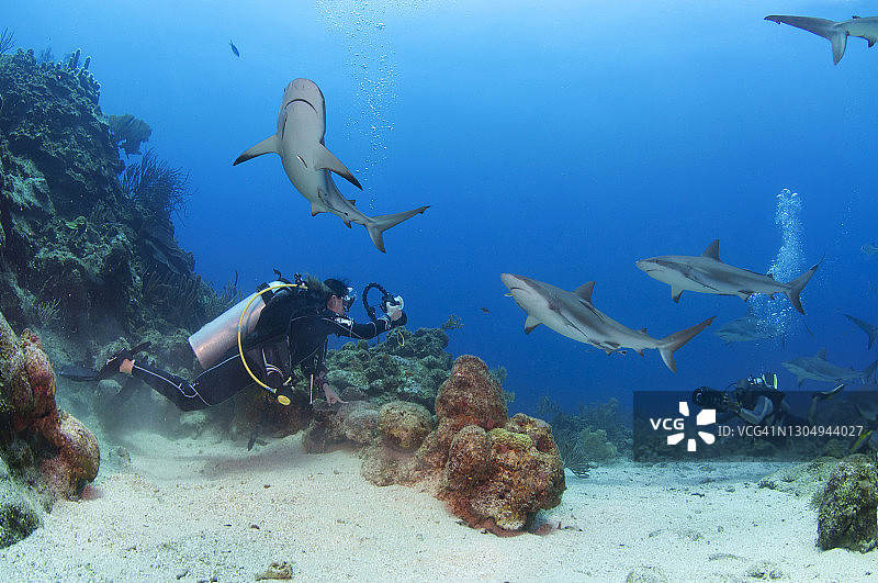水下摄影师拍摄加勒比礁鲨图片素材