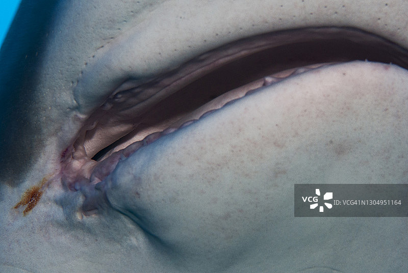 鲨鱼嘴部被渔钩伤特写图片素材
