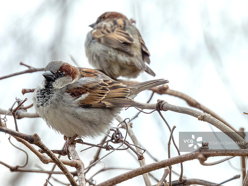 冬季的家麻雀图片素材
