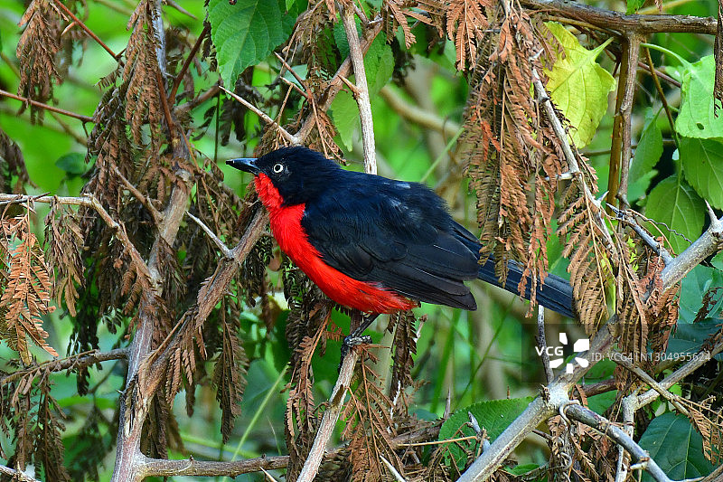 黑头歌鵙图片素材