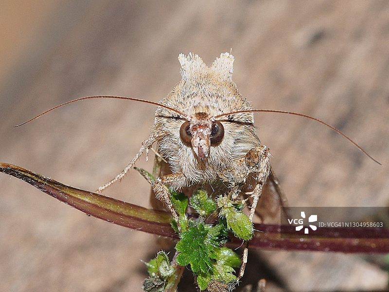 纹白蝶蛾（Trichoplusia ni）图片素材