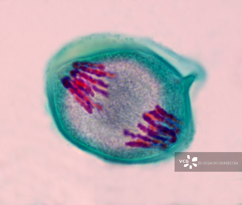 减数分裂1（第一次减数分裂）后期1，百合花药，400倍图片素材