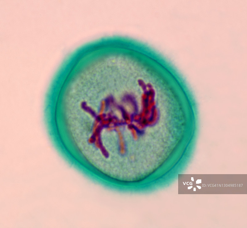 百合花药的减数分裂1（第一次减数分裂）中期1，400倍图片素材