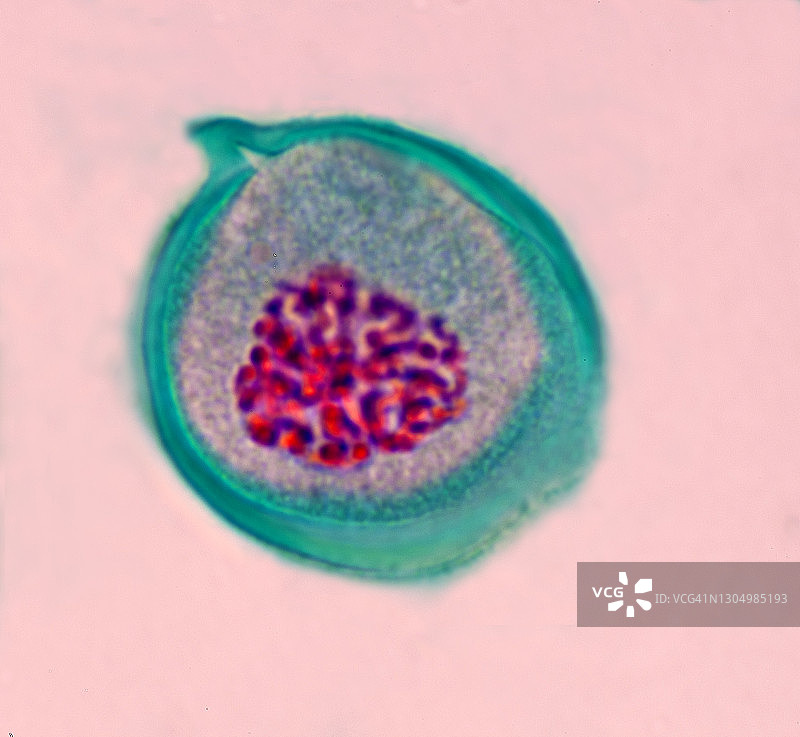 百合花药的减数分裂图片素材